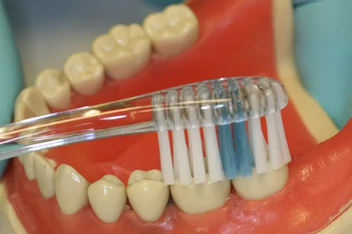 Dentist showing how to correctly brush teeth