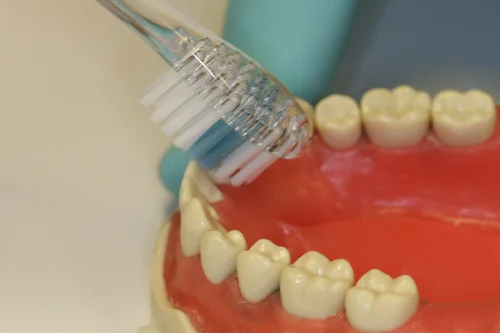 Dentist showing how to correctly brush teeth